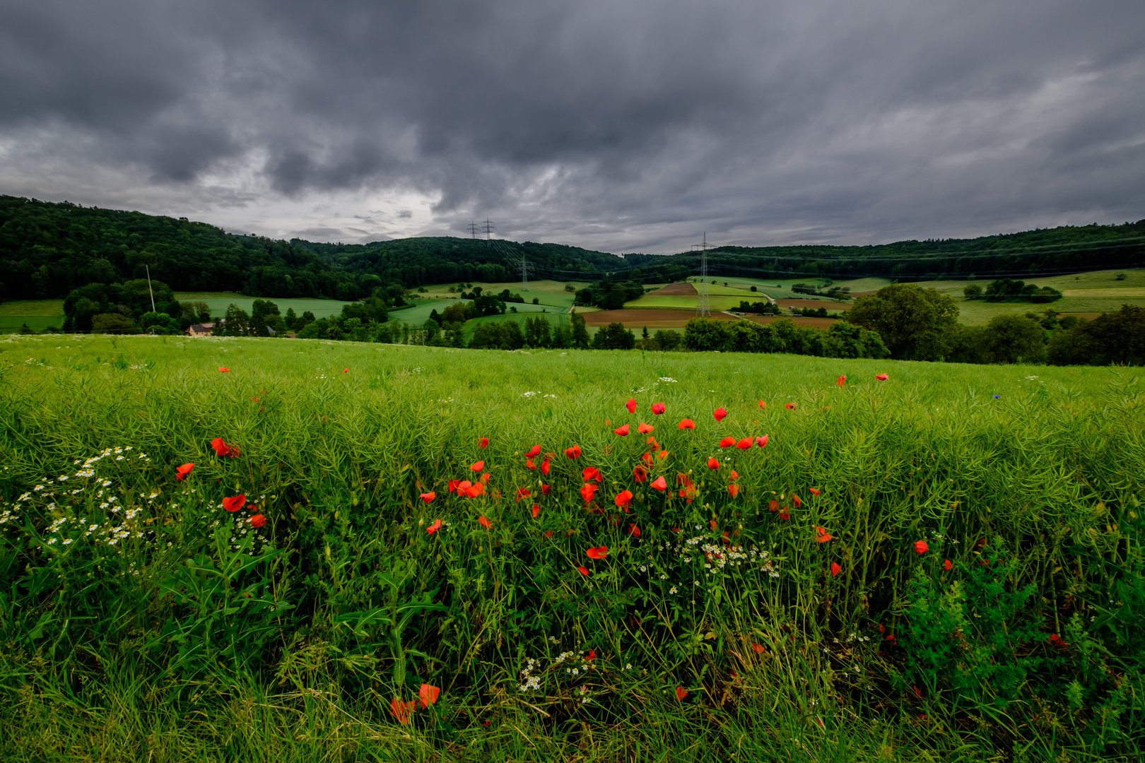 Mohnblüten im Sturm