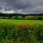 Mohnblüten im Sturm