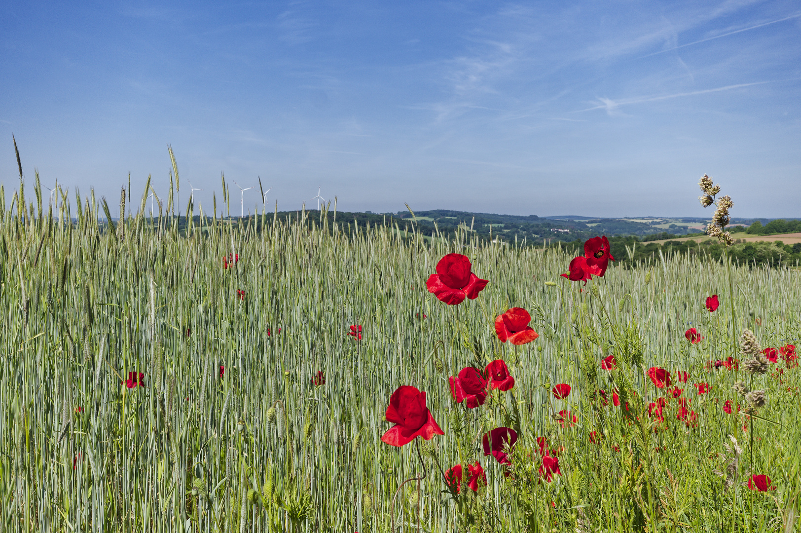 Mohnblüten im Wind (2)