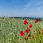 Mohnblüten im Wind (2)