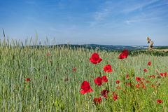 Mohnblüten im Wind (2)