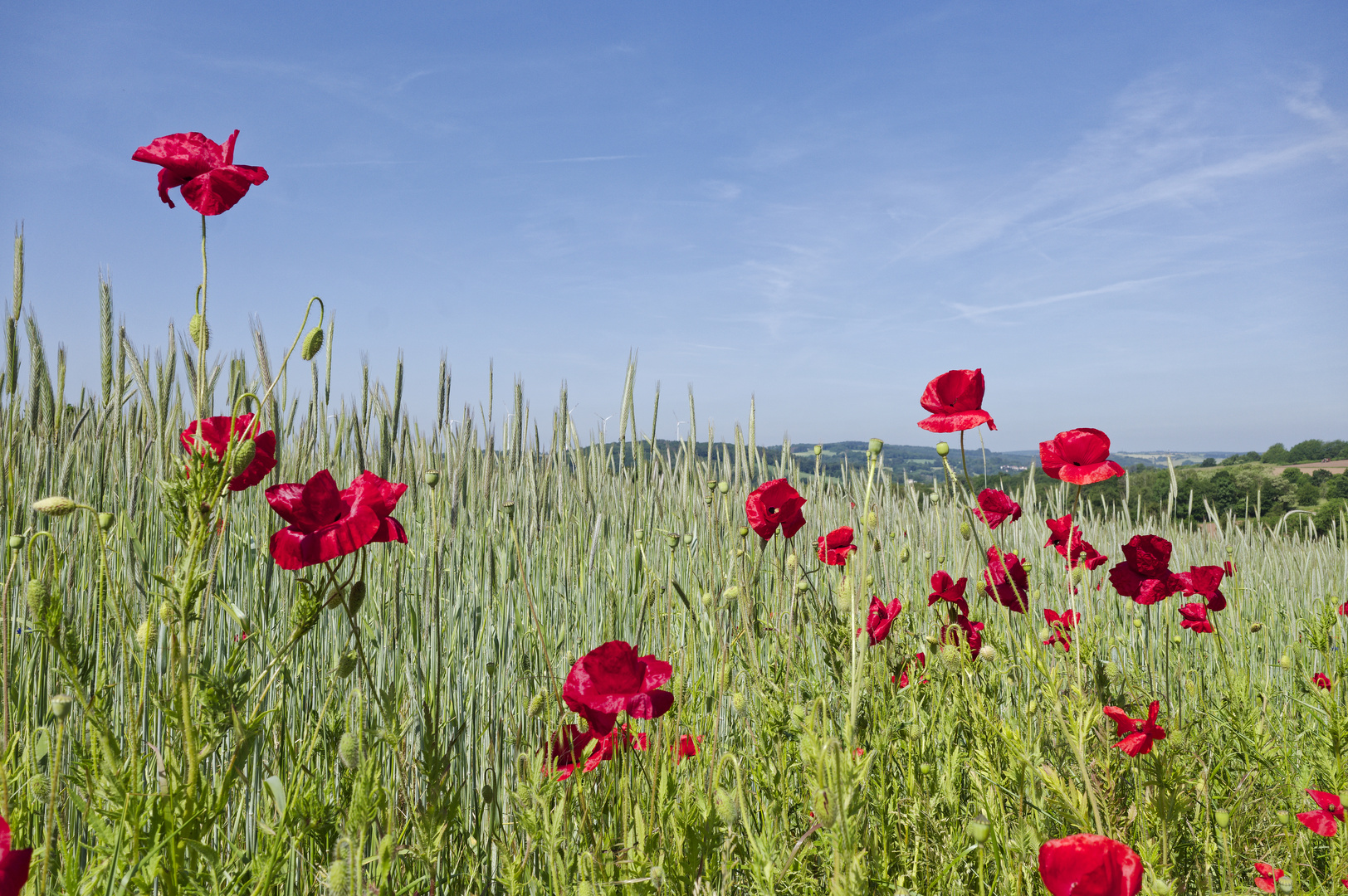 Mohnblüten im Wind (3)