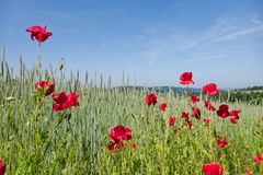 Mohnblüten im Wind (3)