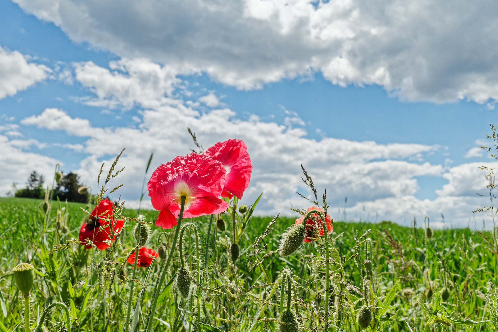 Mohnblüten im Wind