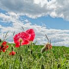 Mohnblüten im Wind