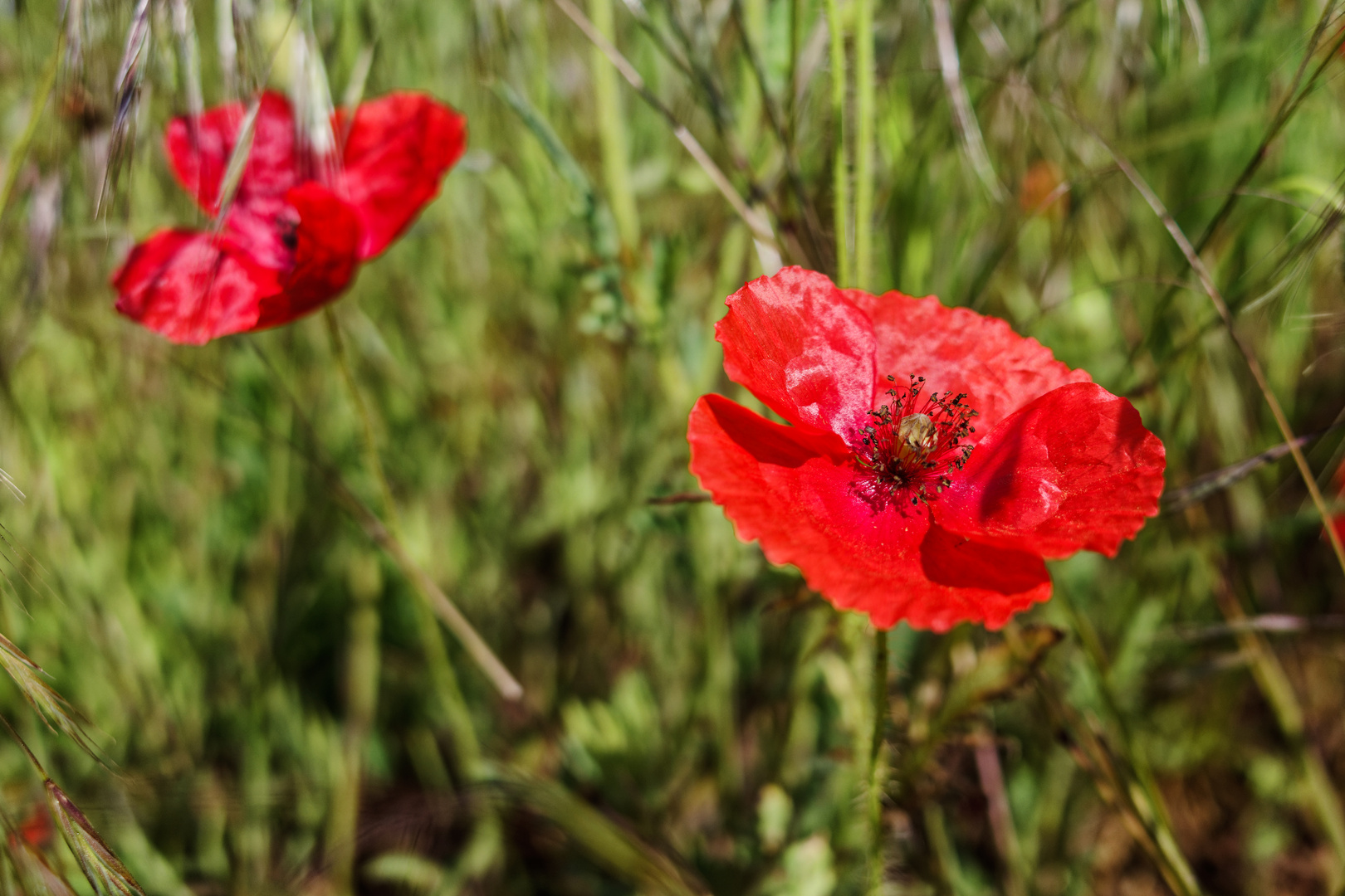 Mohnblüten im Wind