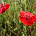 Mohnblüten im Wind