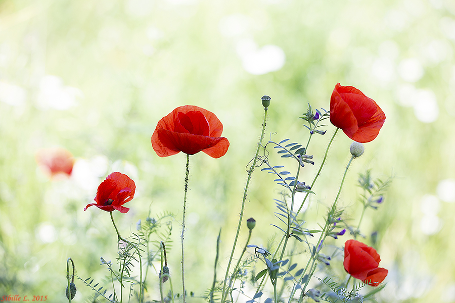 Mohnblüten im Wind