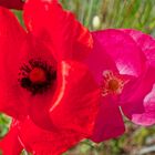 Mohnblüten im Wind