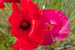 Mohnblüten im Wind