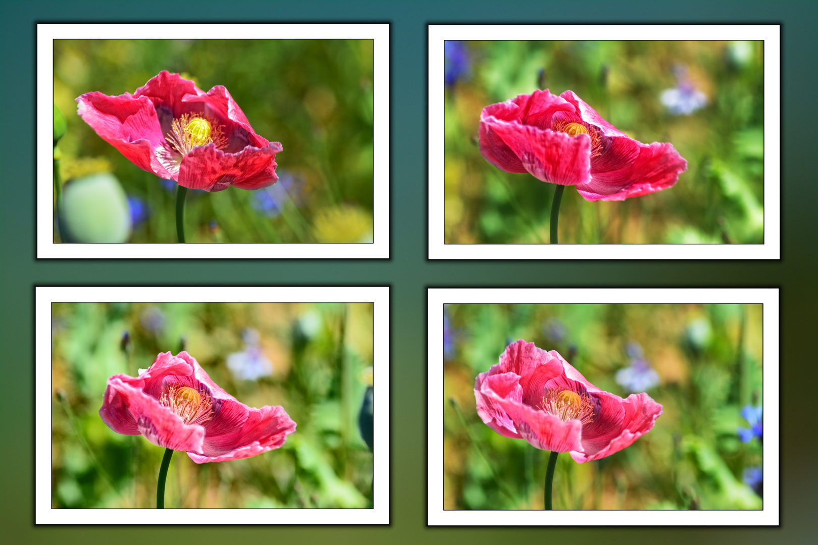 Mohnblüten im Wind - Eine Collage