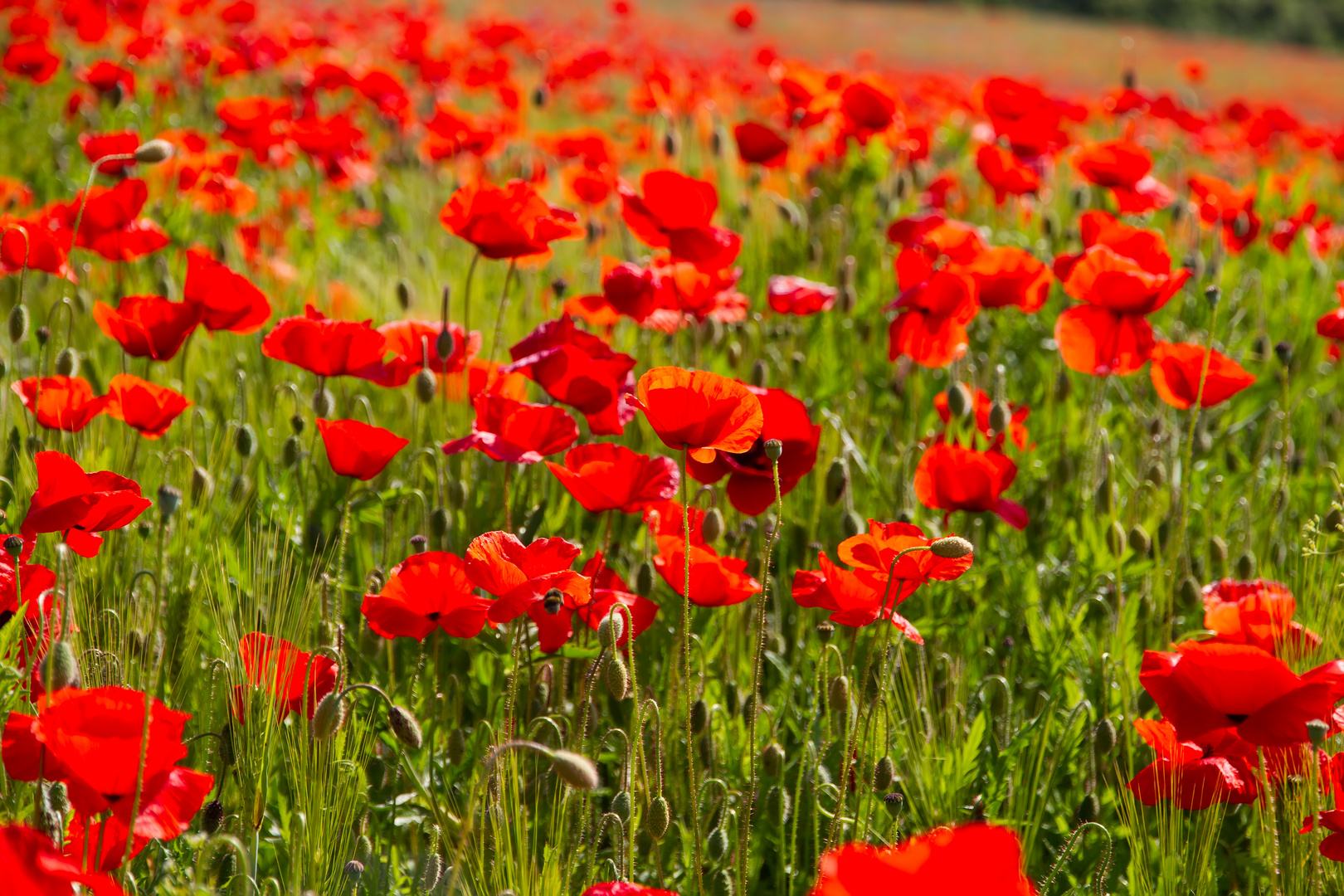 Mohnblüten in der Eifel