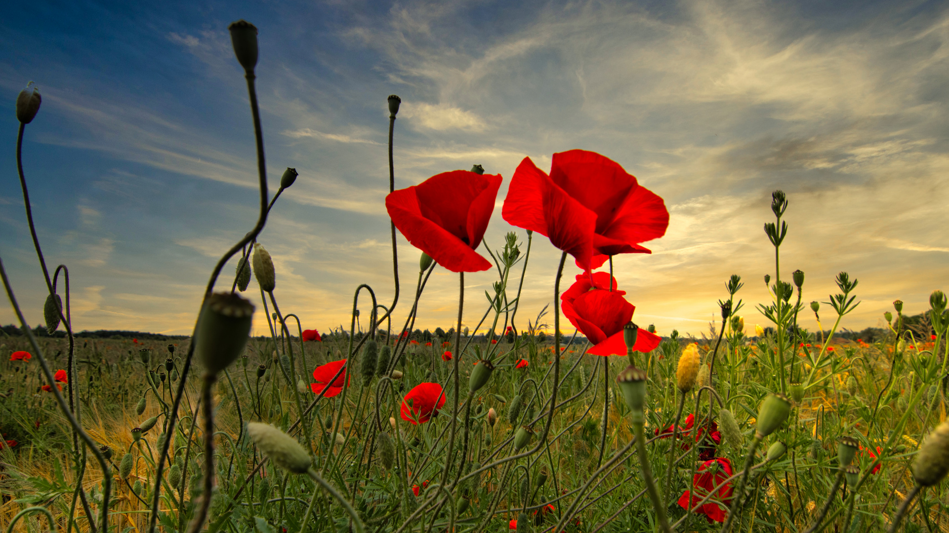 Mohnblüten in der goldenen Stunde