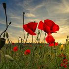 Mohnblüten in der goldenen Stunde