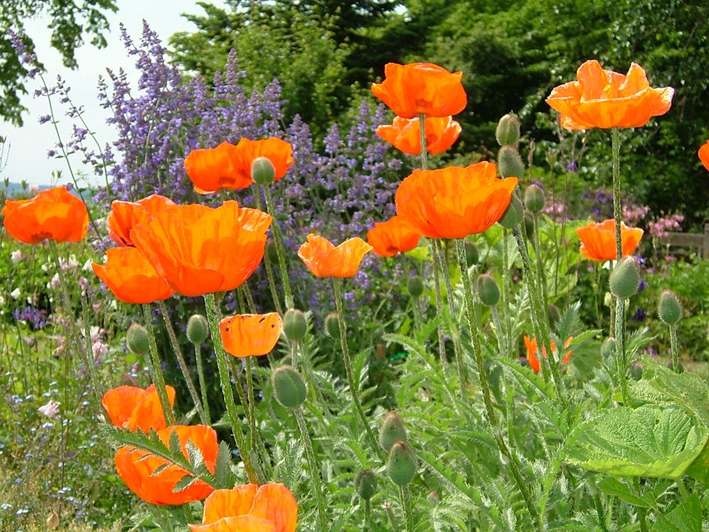 Mohnblüten in der Natur