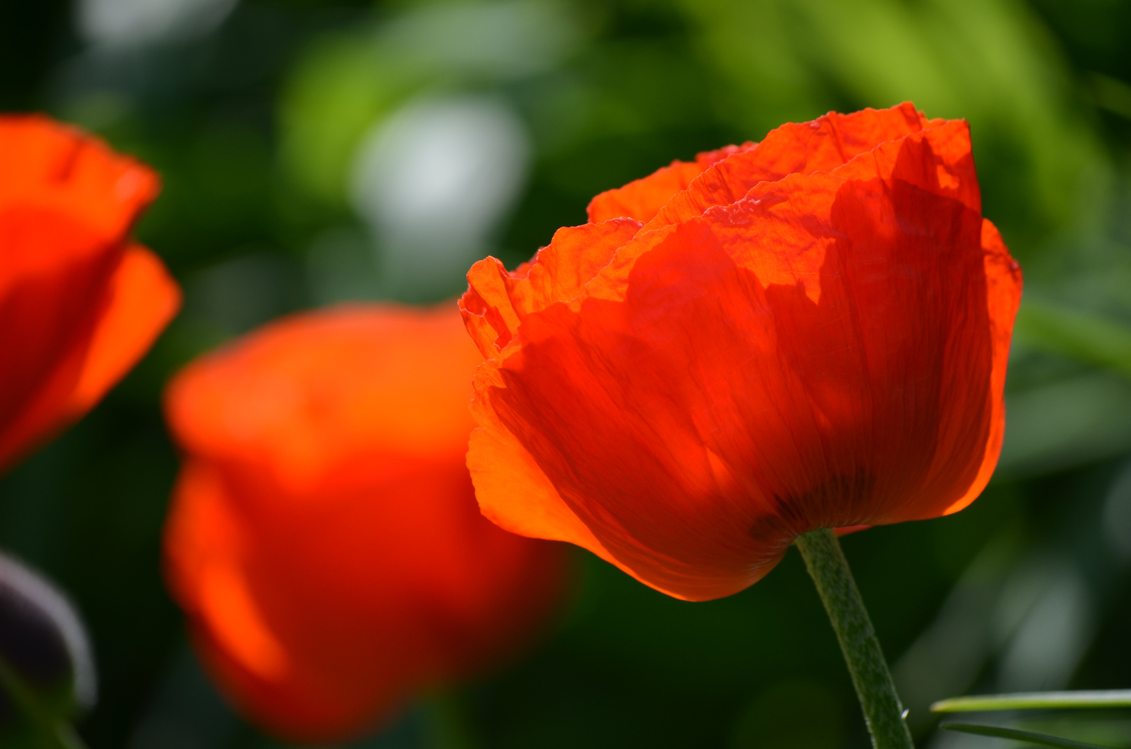 Mohnblüten in meinem Garten