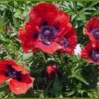 Mohnblüten in meinem Garten