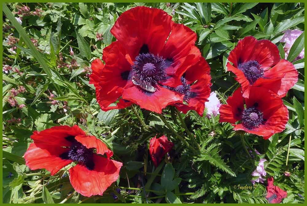 Mohnblüten in meinem Garten