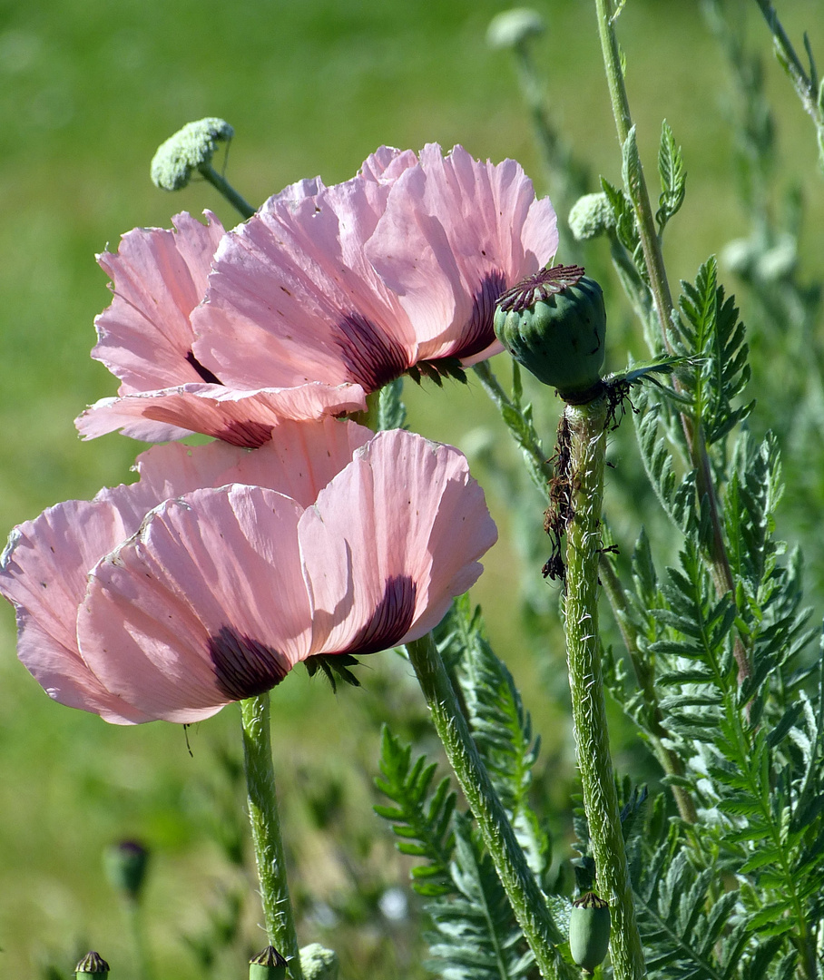 Mohnblüten in rosa