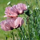 Mohnblüten in rosa