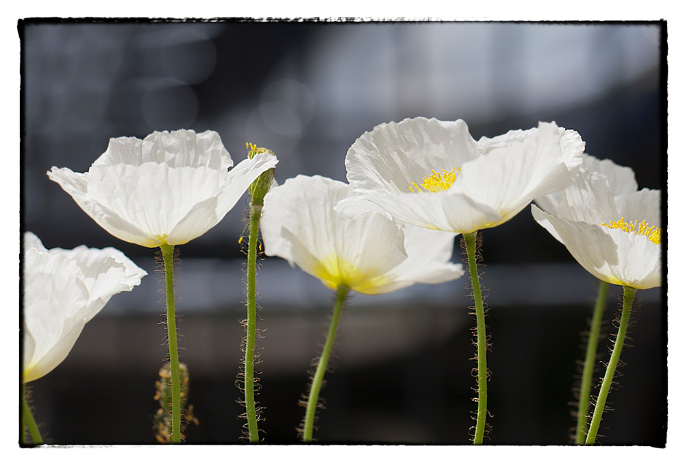 Mohnblüten in weiss - Marion Wenzel