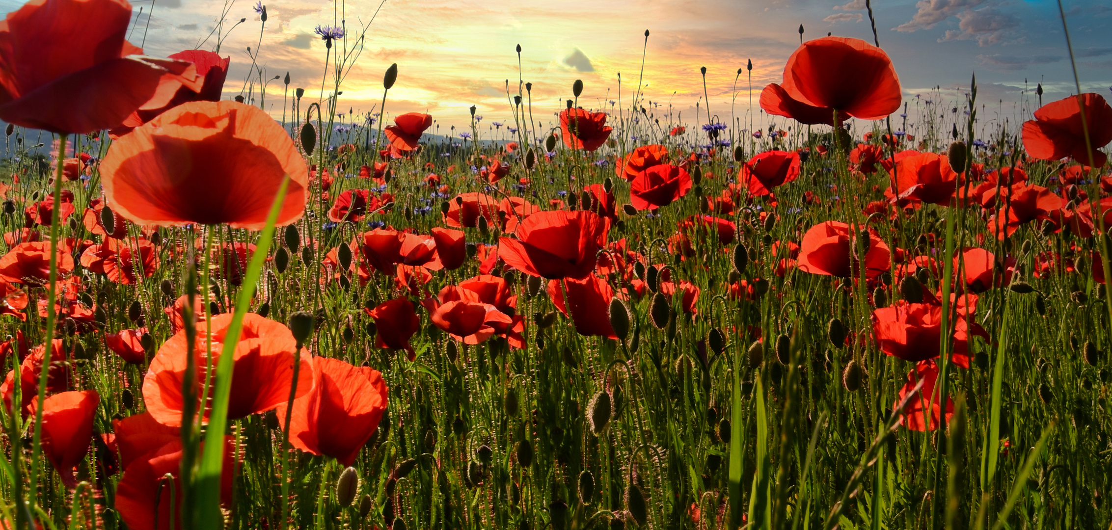 Mohnblüten leuchten 