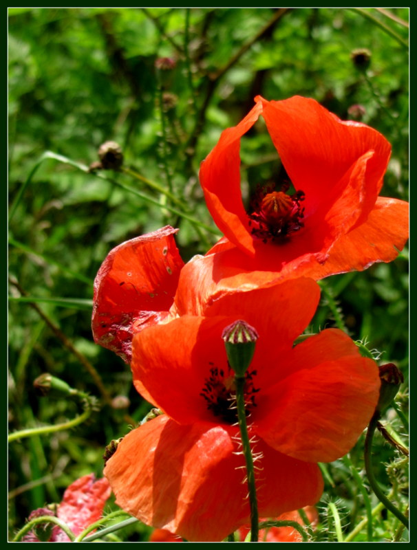 Mohnblüten (Mecklenburg)