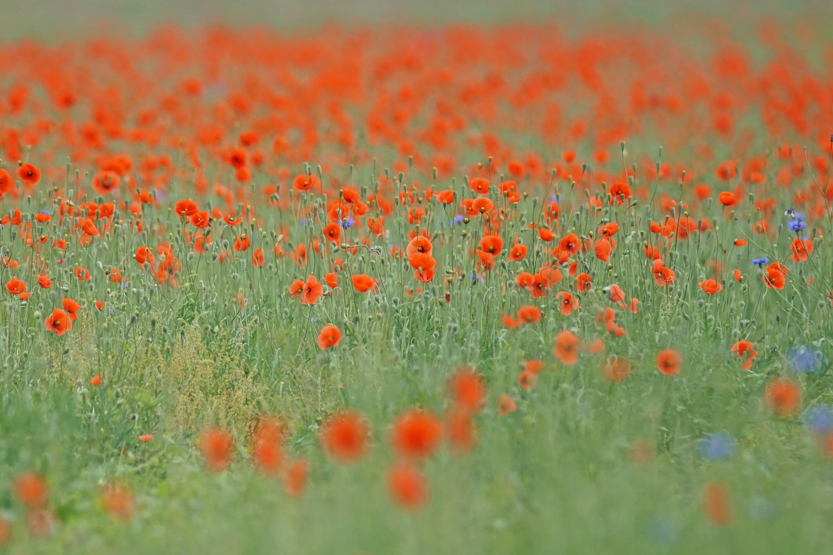 Mohnblüten-Meer