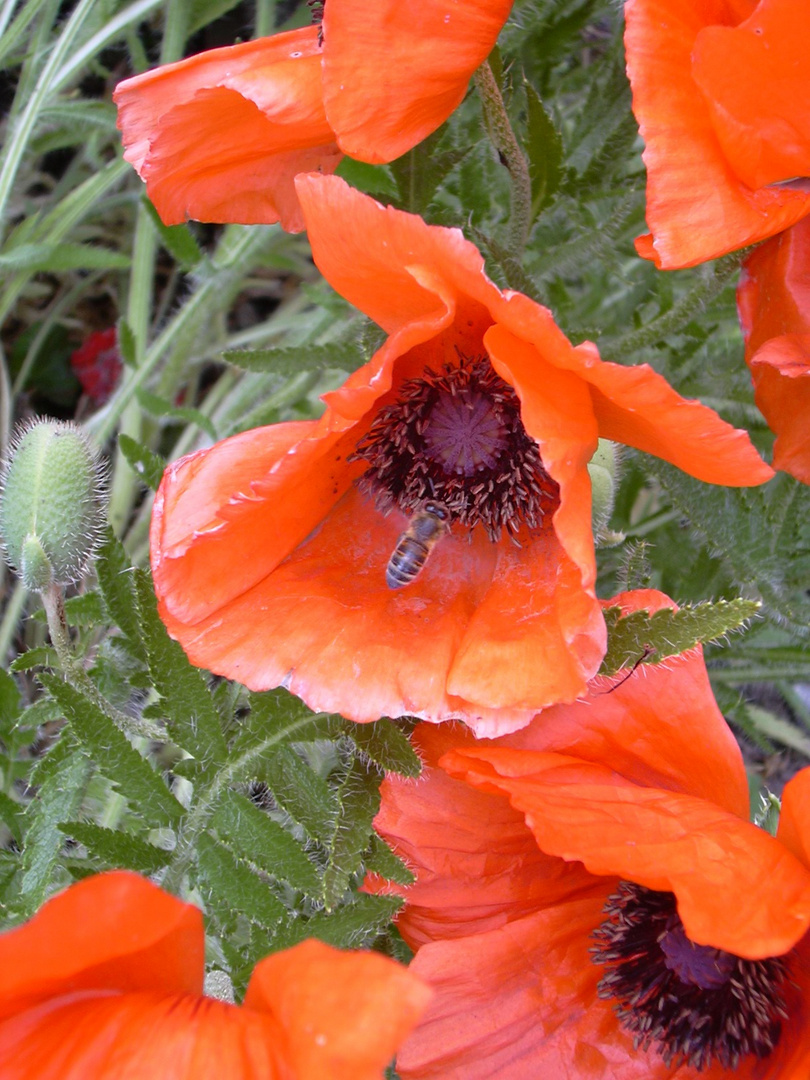 Mohnblüten mit Biene