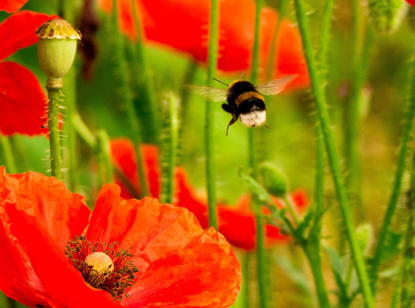 Mohnblüten mit Hummelflug