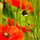 Mohnblüten mit Hummelflug