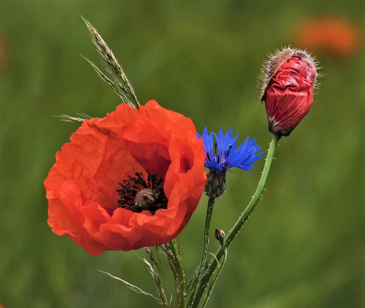 Mohnblüten mit kleiner Kornblume Foto & Bild | kornblumen, natur, mohn ...