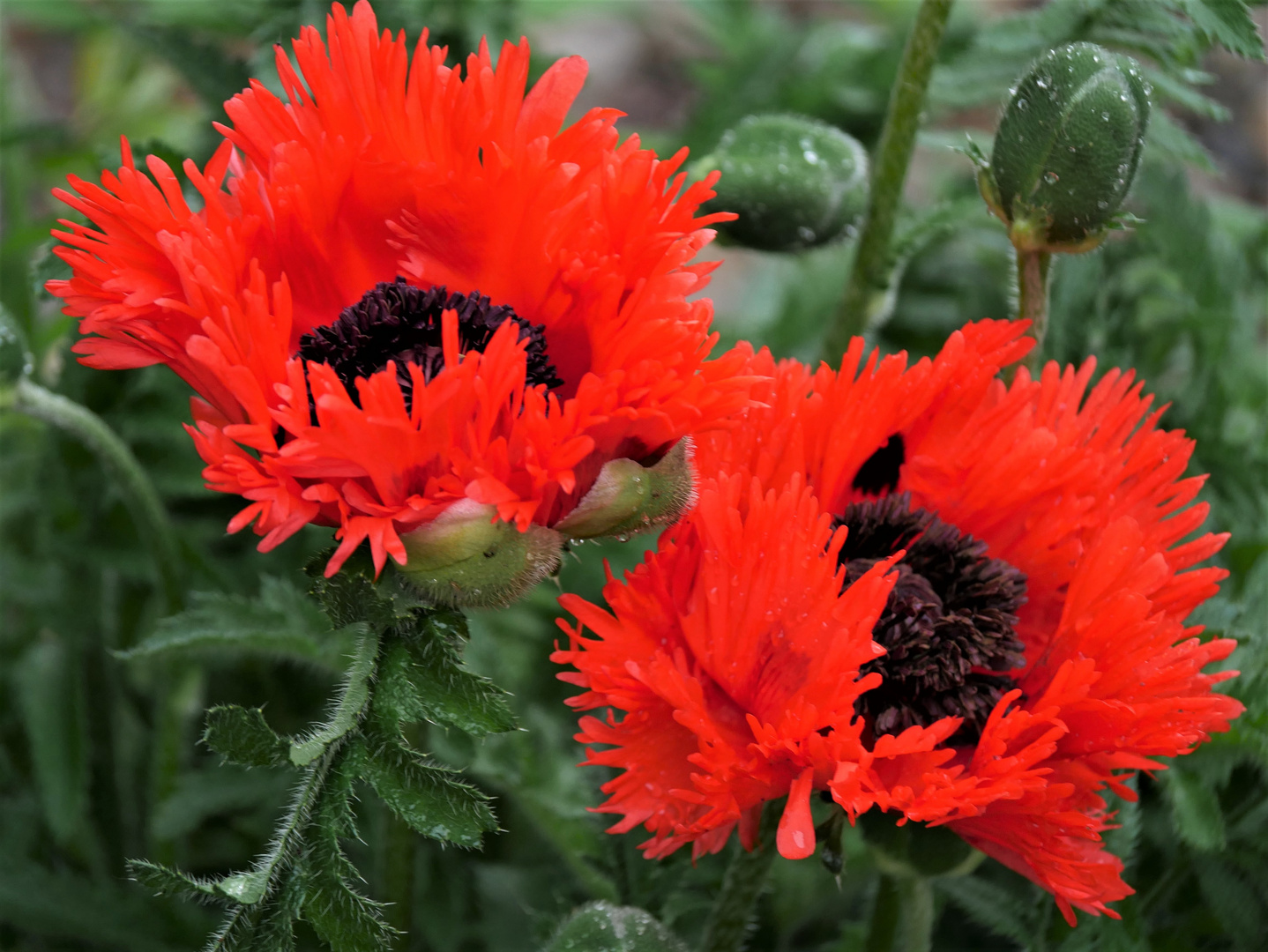 Mohnblüten mit Morgentau