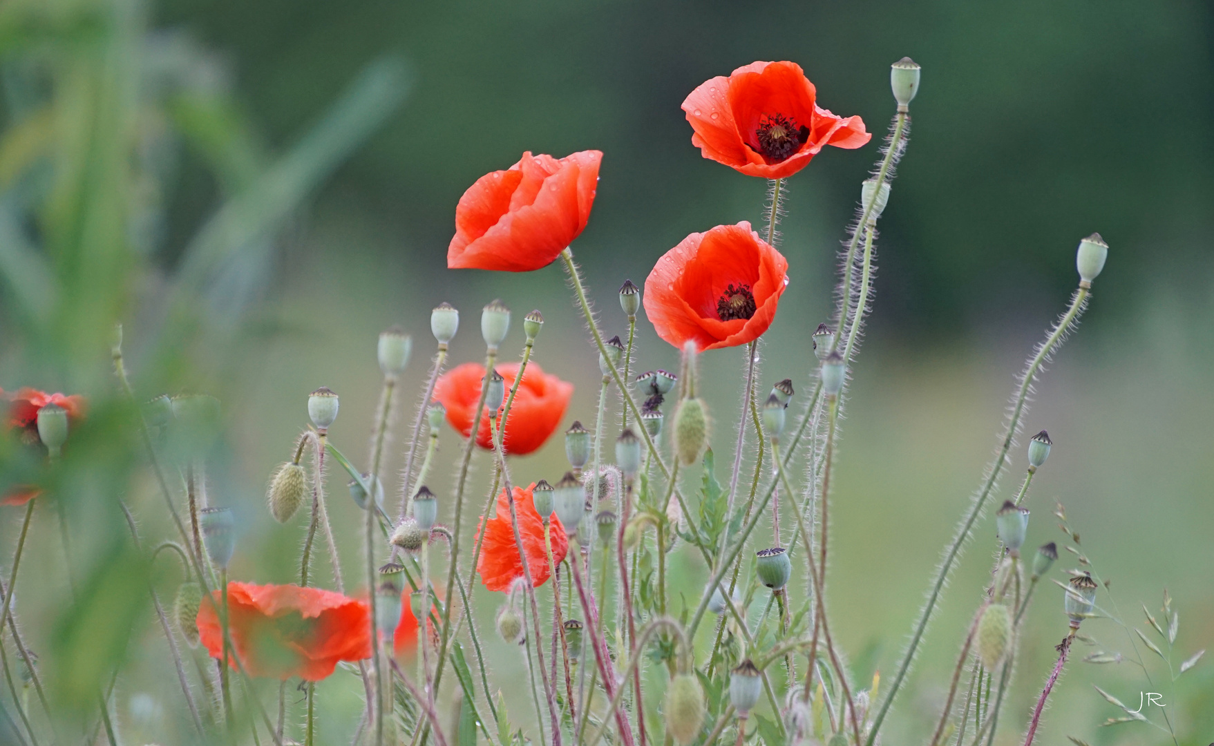 Mohnblüten nach Regen