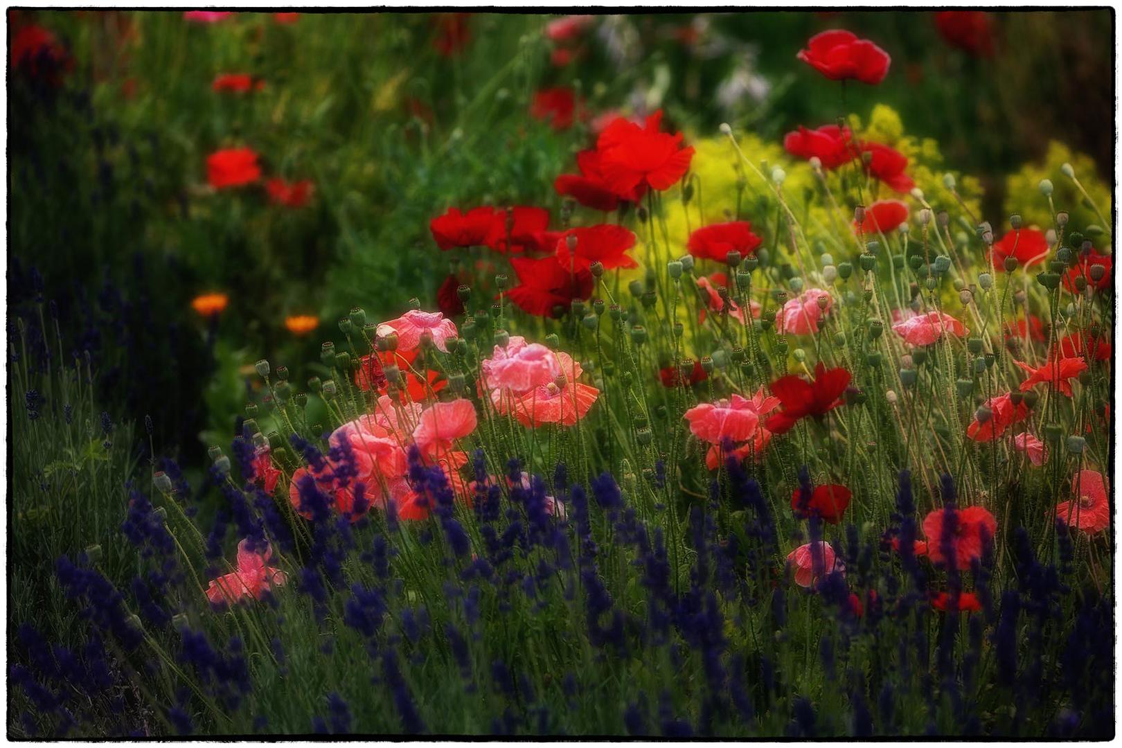 Mohnblüten / Natur