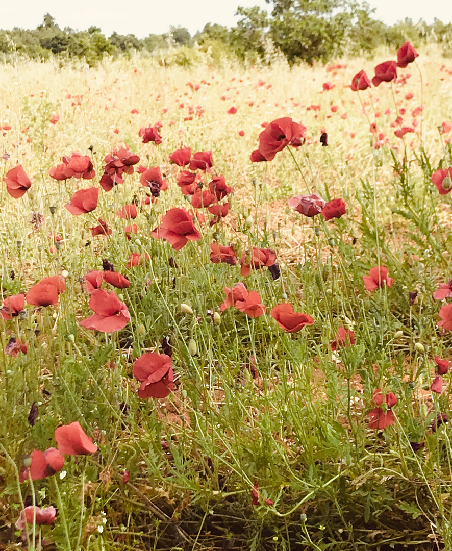 Mohnblüten soweit das Auge sieht 