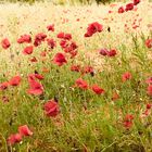 Mohnblüten soweit das Auge sieht 