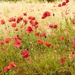 Mohnblüten soweit das Auge sieht 