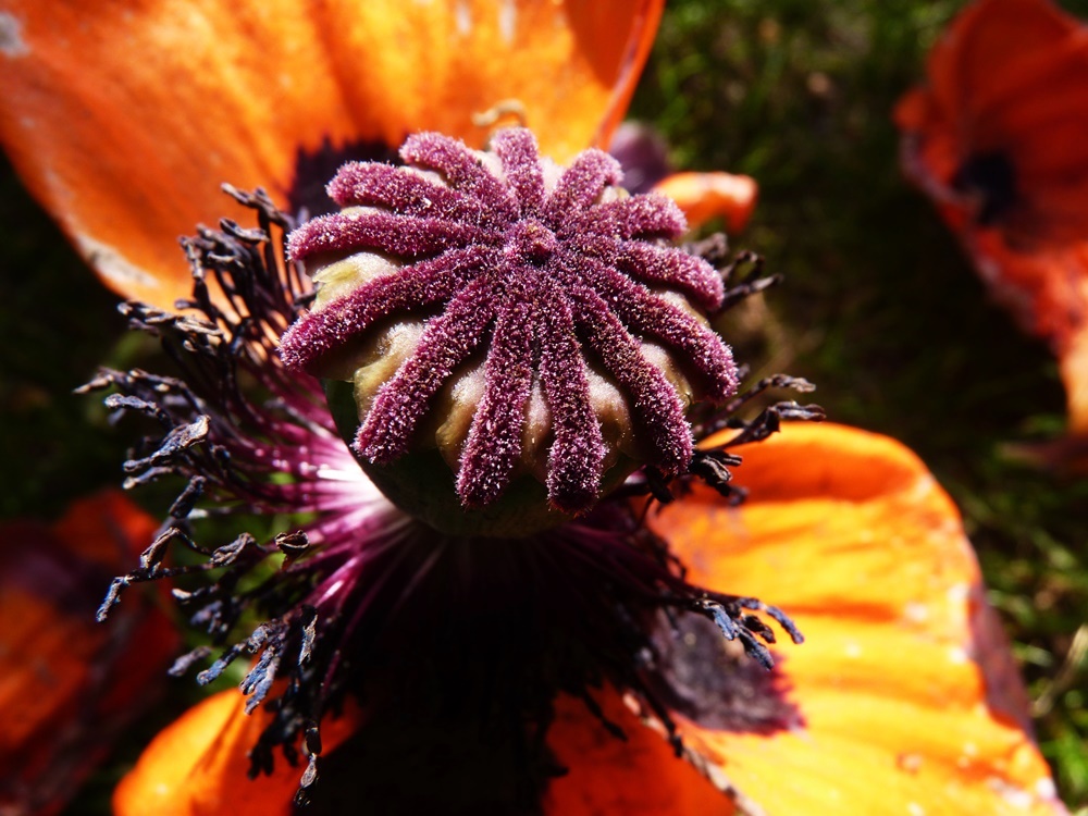 Mohnblüten-Stempel