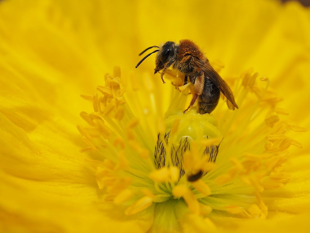 "Mohnblüten-Topping"