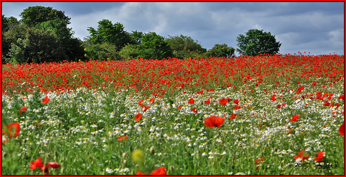 Mohnblüten über Mohnblüten....