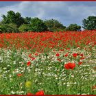 Mohnblüten über Mohnblüten....