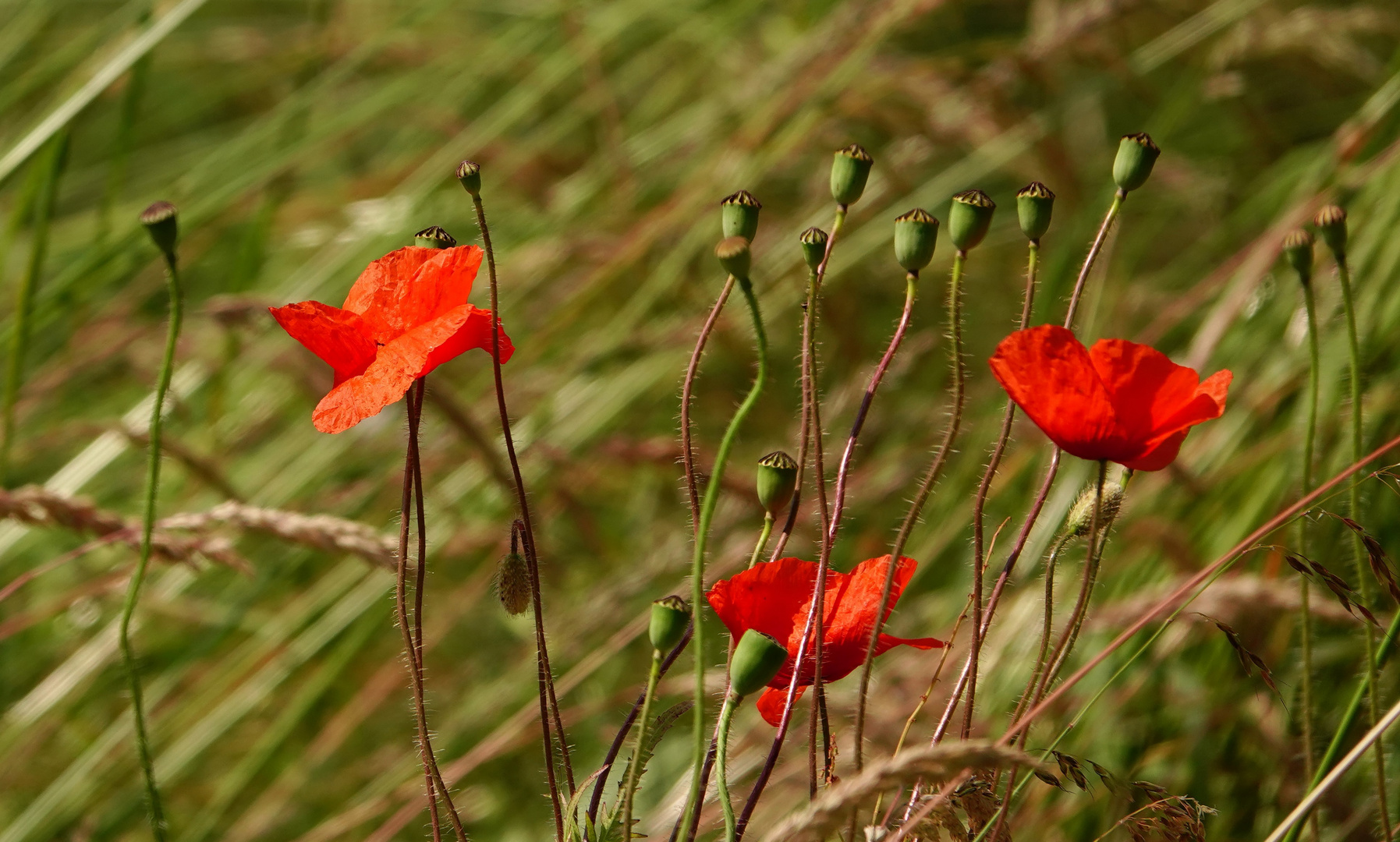 Mohnblüten und Kapseln