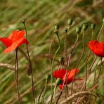 Mohnblüten und Kapseln