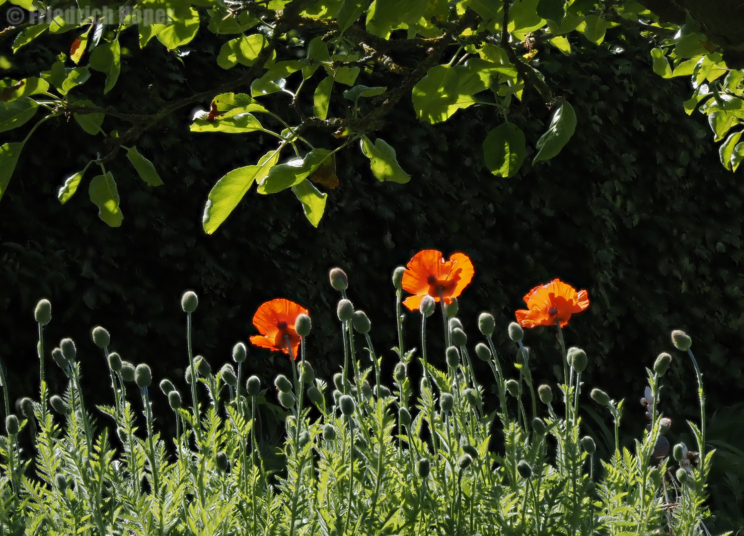 Mohnblüten unterm Apfelbaum