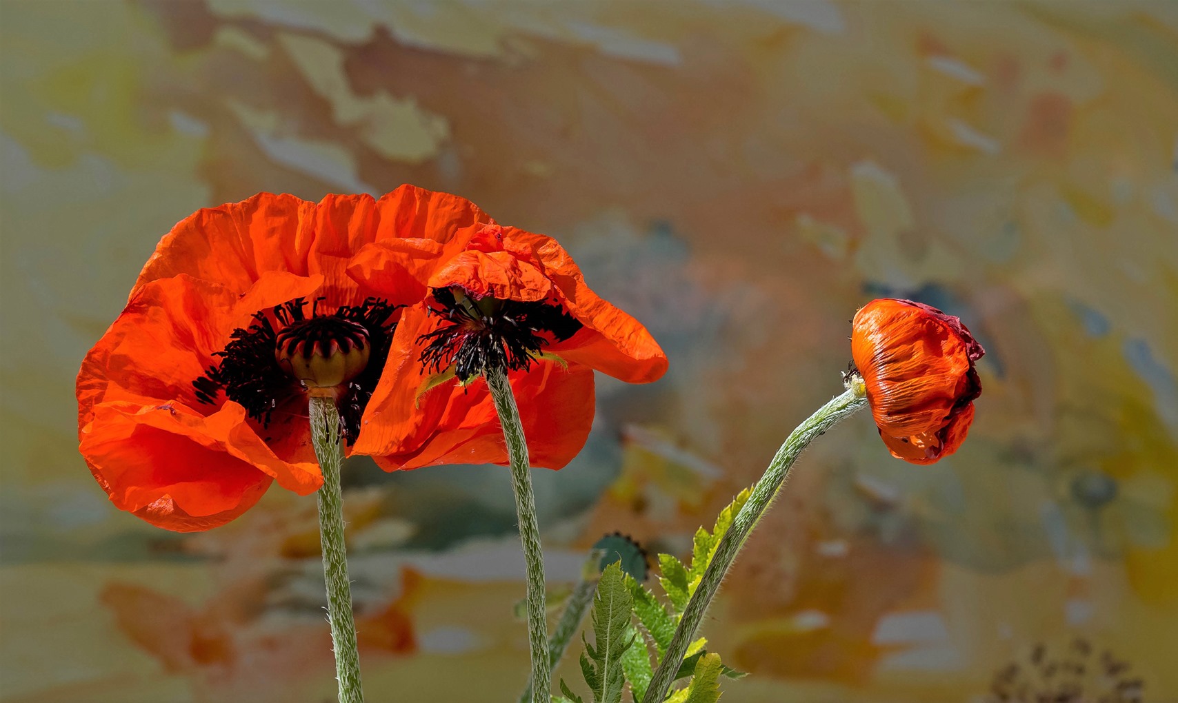 Mohnblüten vor Aquarell