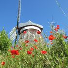 Mohnblüten vor der Windmühle