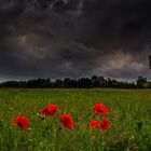 Mohnblüten vor einer Wetterfront