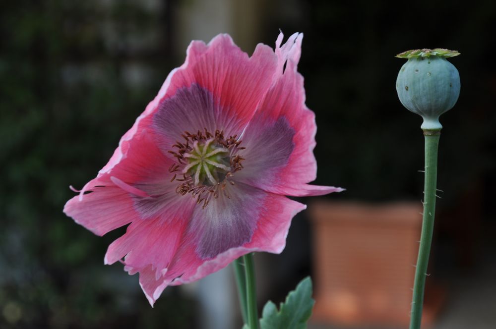 Mohnblüten Vorher und Nachher