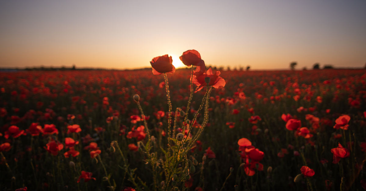 Mohnblüten zum Sonnenuntergang